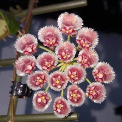 Chậu hoa lan cẩm cù Hoya " Isabelchanae "