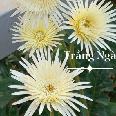 hoa đồng tiền cổ kép màu trắng - bầu to đẹp