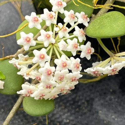 Chậu hoa lan cẩm cù Hoya " Numm "