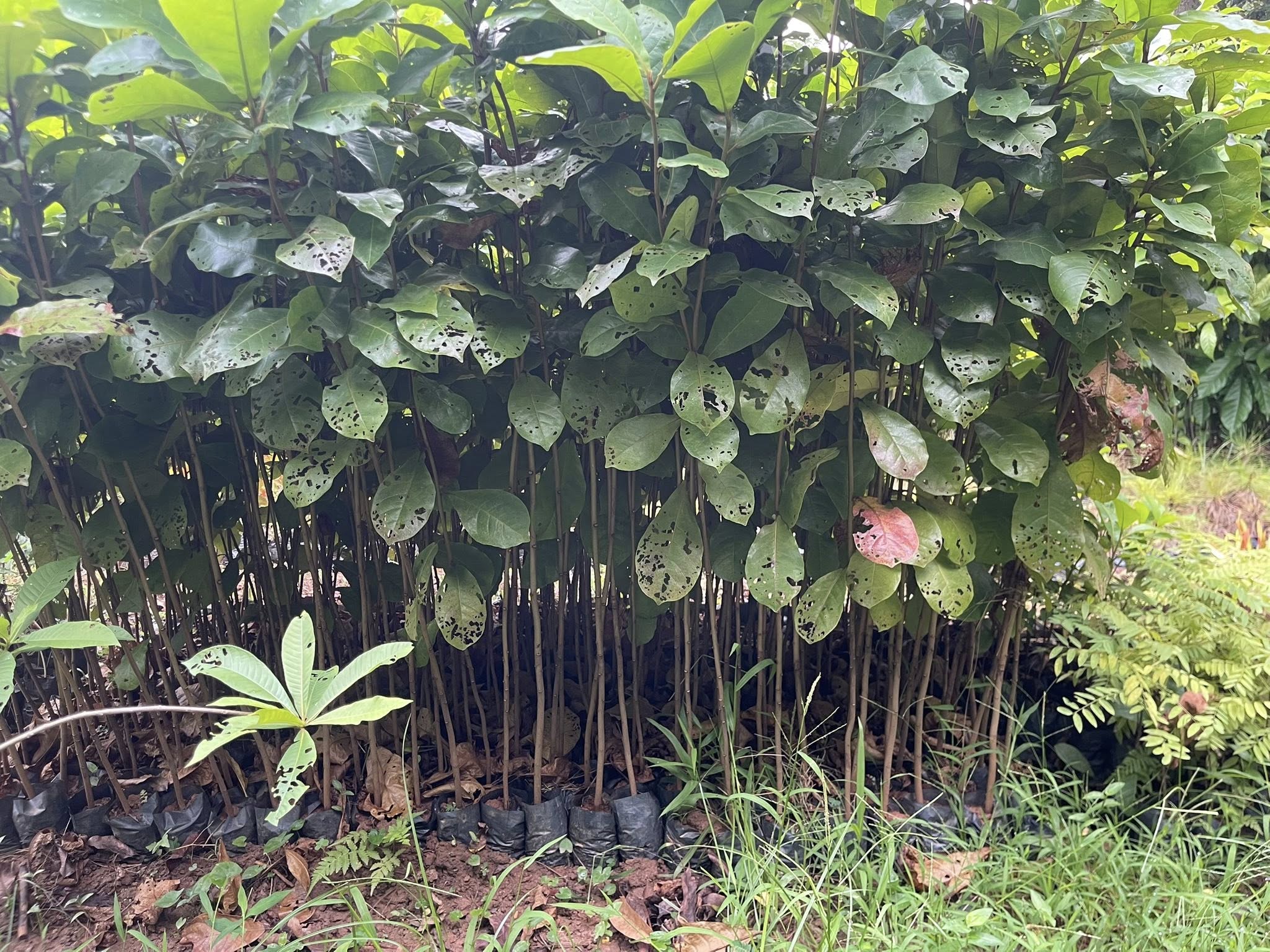 Cây bàng ta giống – Terminalia catappa Cây bàng ta giống – Terminalia catappa