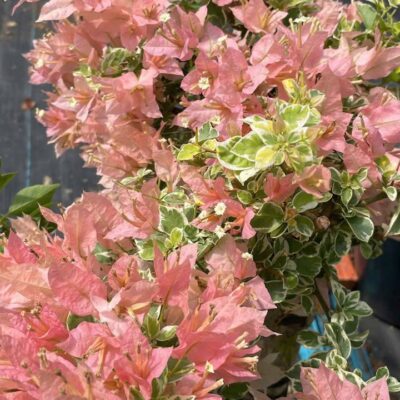 hoa giấy Golden sakura belacan var