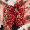 Hạt giống cây mỡ - 1kg