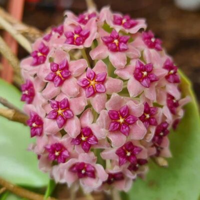 Chậu hoa lan cẩm cù Hoya " Adrichii "