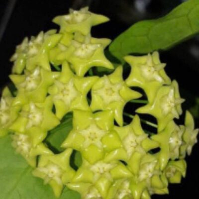 Chậu hoa lan cẩm cù Hoya " Mamasa 01 Green  "