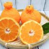 CÂY Quýt sumo (cam Nhật) , quýt chum cây choai to đẹp