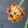 Chậu hoa lan cẩm cù Hoya " Spartoids  "