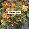 hoa giấy CHITRA GOLD