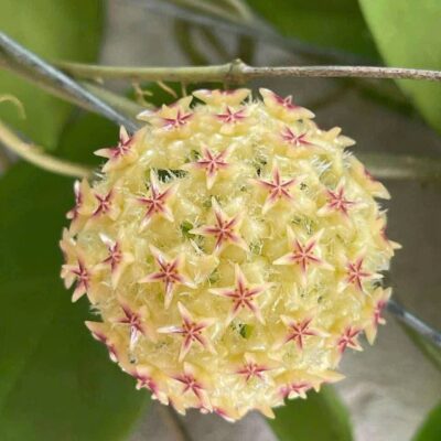 Chậu hoa lan cẩm cù Hoya " Mindorensis Yellow"