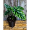 Chậu Cây kiểng lá alocasia sinuata