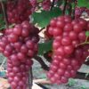 CÂY GIỐNG NHO Red Crystal lá mỏng nhập khẩu
