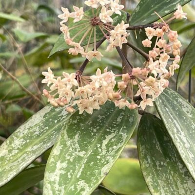 Chậu hoa lan cẩm cù Hoya " Rangsan "