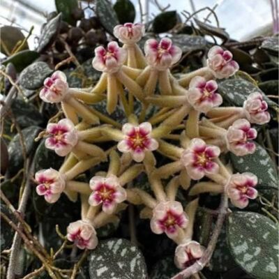 Chậu hoa lan cẩm cù Hoya " Curtisii "