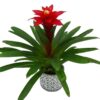 CHẬU CÂY HOA ĐUỐC ĐỎ, NẾN ĐỎ - cây dứa cảnh nến (còn gọi là dứa cảnh nến đỏ)