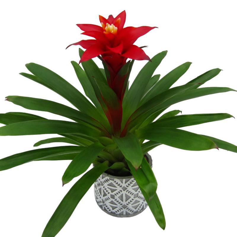 CHẬU CÂY HOA ĐUỐC ĐỎ, NẾN ĐỎ - cây dứa cảnh nến (còn gọi là dứa cảnh nến đỏ) CHẬU CÂY HOA ĐUỐC ĐỎ, NẾN ĐỎ - cây dứa cảnh nến (còn gọi là dứa cảnh nến đỏ)