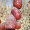 CÂY GIỐNG Hồng táo - ziziphus jujube nhập khẩu