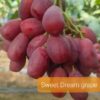 CÂY GIỐNG NHO Sweet Dream - ngon giòn ngọt chua , brix 21,5 nhập khẩu