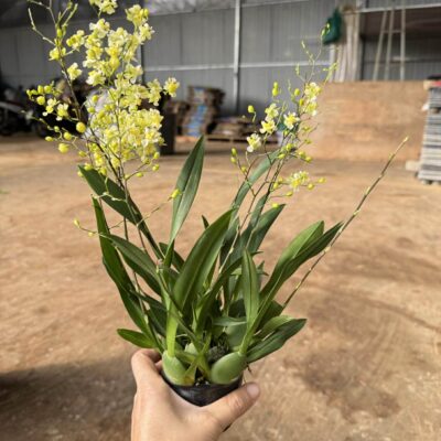 Lan vũ nữ ngọc nữ hoa màu vàng chanh - vàng nhạt - cây trưởng thành - chậu sẵn hoa, nhiều ngồng