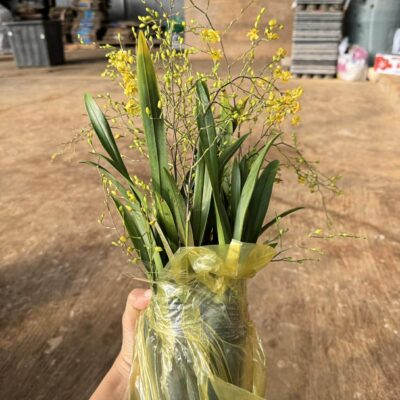 Lan vũ nữ ngọc nữ hoa màu vàng đậm - cây trưởng thành - chậu sẵn hoa, nhiều ngồng