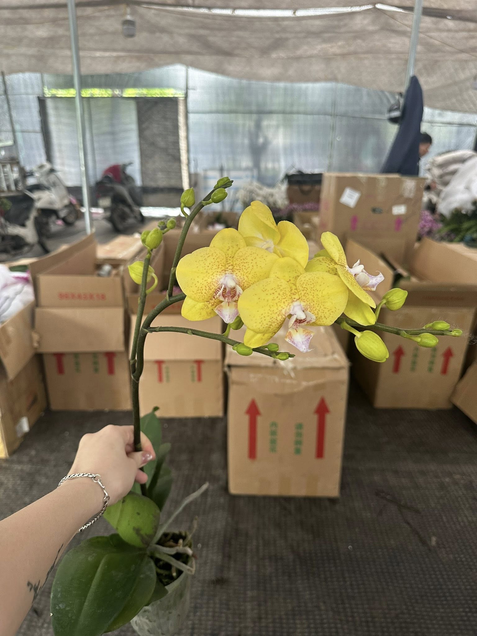 HOA PHONG LAN hồ điệp " Vàng thơm 3.5 " nhập khẩu - hàng loại 1 HOA PHONG LAN hồ điệp " Vàng thơm 3.5 " nhập khẩu - hàng loại 1