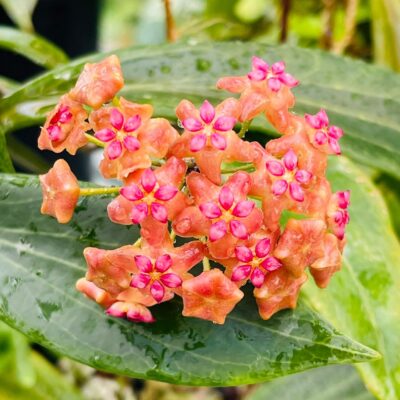 Chậu hoa lan cẩm cù Hoya " Benvergarai  "