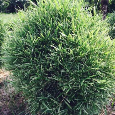 cây giống Trúc lá bạc Nam Mỹ (Bambusa glaucophylla) nhập khẩu