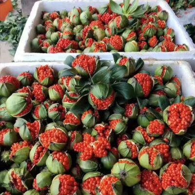 Hạt Giống Cây THẤT DIỆP NHẤT CHI HOA ( Cây 7 lá 1 hoa )- 1kg