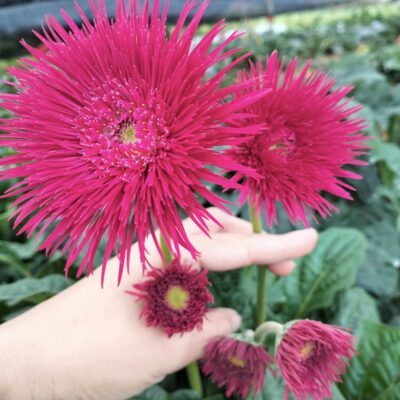 hoa đồng tiền xù , hoa kép màu hồng tím - bầu to đẹp