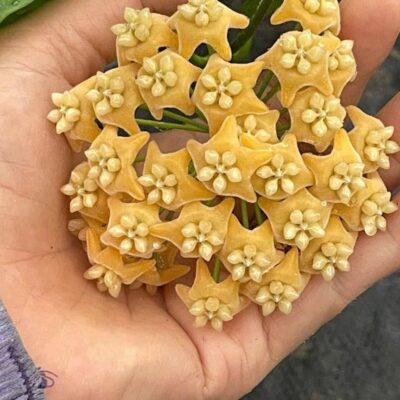 Chậu hoa lan cẩm cù Hoya " Chewiorum  "