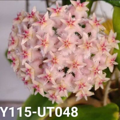 Chậu hoa lan cẩm cù Hoya " Hoya UT048 "
