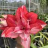 củ giống hoa huệ tây Amaryllis ' Thiên bảo  '