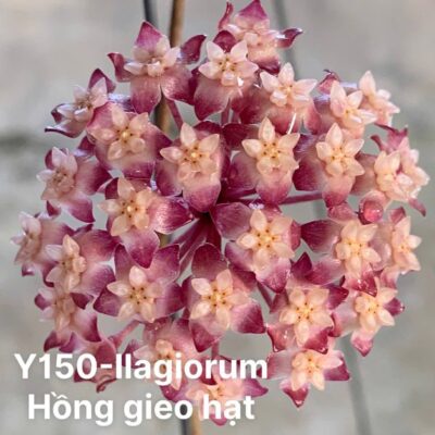 Chậu hoa lan cẩm cù Hoya "  ILAGIORUM "