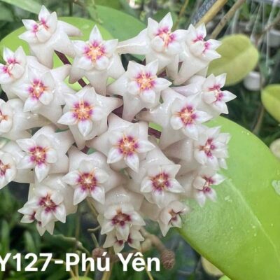Chậu hoa lan cẩm cù Hoya " PHÚ YÊN  "