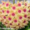 Chậu hoa lan cẩm cù Hoya " Hoya Hanhiae "