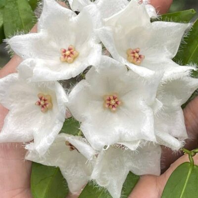 Chậu hoa lan cẩm cù Hoya " Hoya Paradicsea "