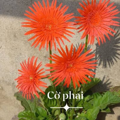 hoa đồng tiền cổ kép màu đỏ cờ phai - bầu to đẹp