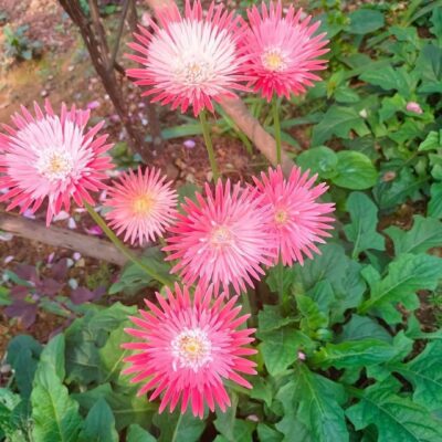 hoa đồng tiền cổ kép màu hồng song hỷ - bầu to đẹp
