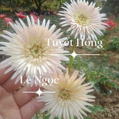 hoa đồng tiền cổ kép màu tuyết hồng - bầu to đẹp