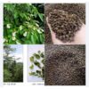 Hạt Giống cây bồ đề lá đỏ ấn độ - 1kg