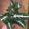Chậu Cây kiểng lá Trầu bà nhung - Syngonium Wendlandii, khoẻ đẹp trang trí cực xinh