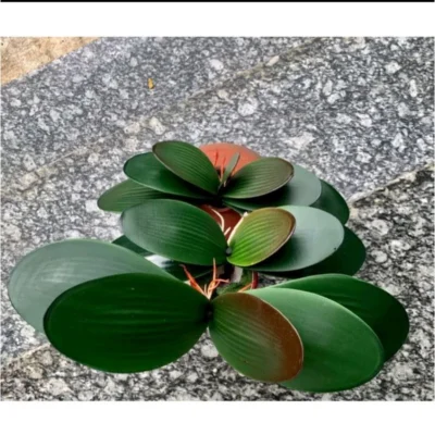 Bộ Lá Lan giả có rễ