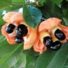 Cây giống " Đặc sản Jamaica Ackee " nhập khẩu