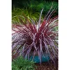 Chậu cây kiểng lá cordyline “black night” - Cỏ sơn tuyền tím