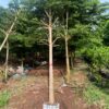 Cây bàng đài loan đẹp trồng công trình đường kính 5-6-7-8-10cm -12cm-15cm- 18cm-20cm-25cm-30cm-35cm cao 3m-4m-5m-6m-7m -8m