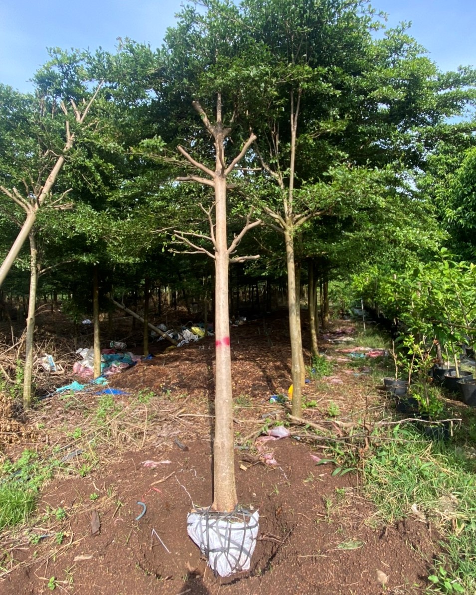 Cây bàng đài loan đẹp trồng công trình đường kính 5-6-7-8-10cm -12cm-15cm- 18cm-20cm-25cm-30cm-35cm cao 3m-4m-5m-6m-7m -8m Cây bàng đài loan đẹp trồng công trình đường kính 5-6-7-8-10cm -12cm-15cm- 18cm-20cm-25cm-30cm-35cm cao 3m-4m-5m-6m-7m -8m