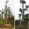 Cây Hoa Sữa đẹp trồng công trình đường kính 6m, 8cm, 10cm-15cm -20cm - 25cm cao 3m-4m-5m-6m-7m -8m