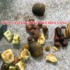 QUẢ Giống TRÀ hoa vàng ba chẽ và hakoda- 1kg