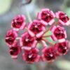 Chậu hoa lan cẩm cù Hoya " Lucardenasiana "