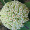 Chậu hoa lan cẩm cù Hoya " VERTICILLATA "