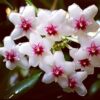Chậu hoa lan cẩm cù Hoya " Hoya Oblongata "