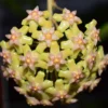 Chậu hoa lan cẩm cù Hoya " Biakensis "